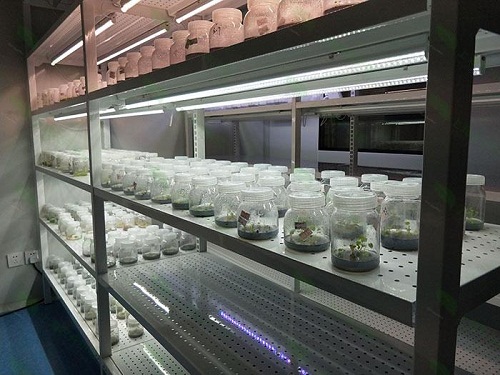 丽江植物组织培养实验室设计建设方案